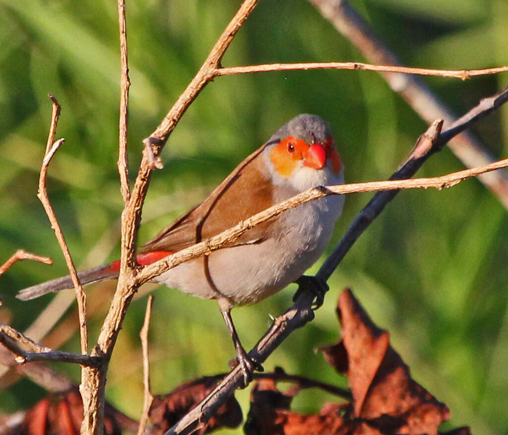 Orange-cheeked Waxbilladult