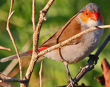 Orange-cheeked Waxbill