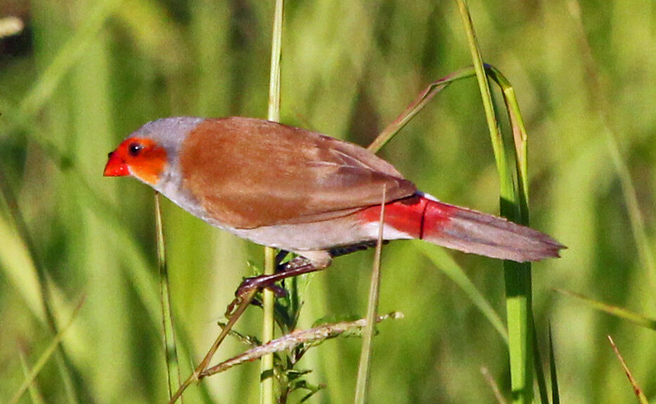 Orange-cheeked Waxbill