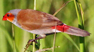 Orange-cheeked Waxbill