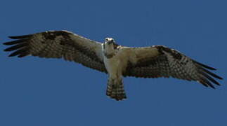 Western Osprey