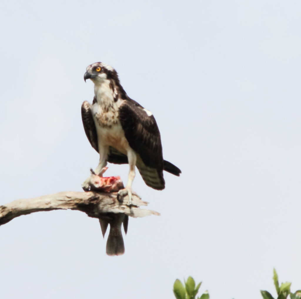 Western Osprey