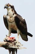 Western Osprey