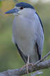 Bihoreau gris