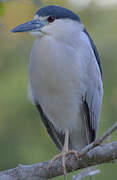 Black-crowned Night Heron