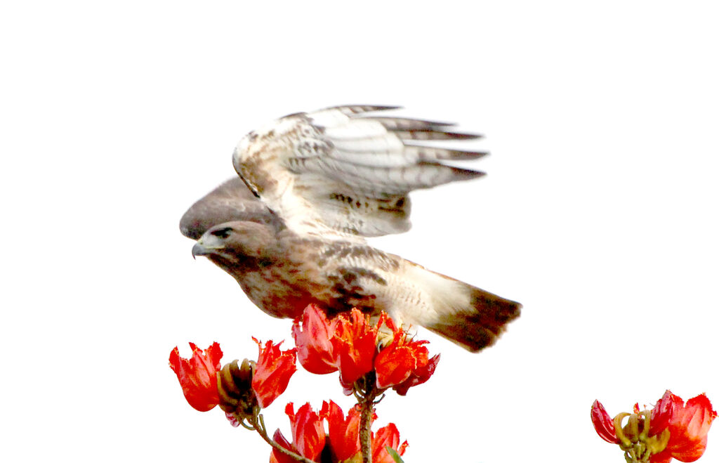 Red-tailed Hawk