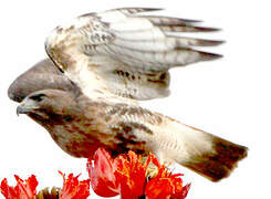 Red-tailed Hawk