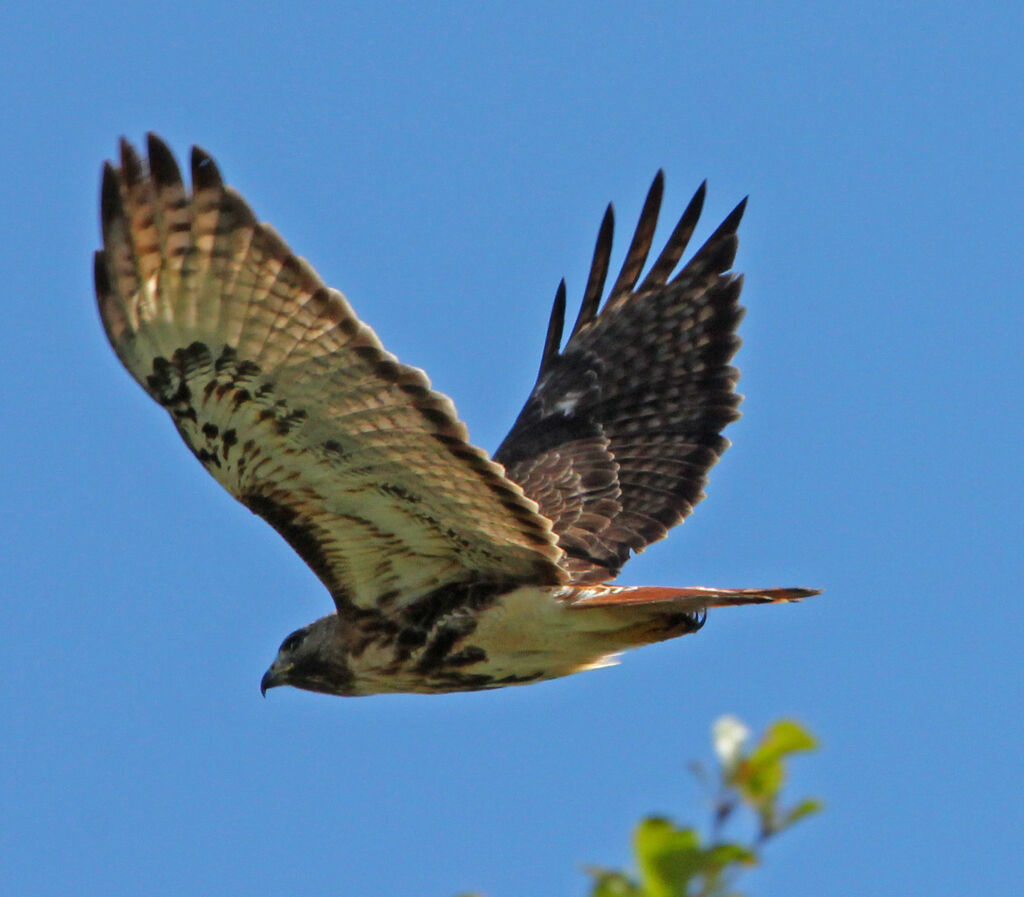 Red-tailed Hawk