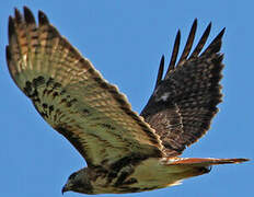 Red-tailed Hawk