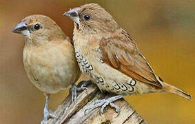 Scaly-breasted Munia