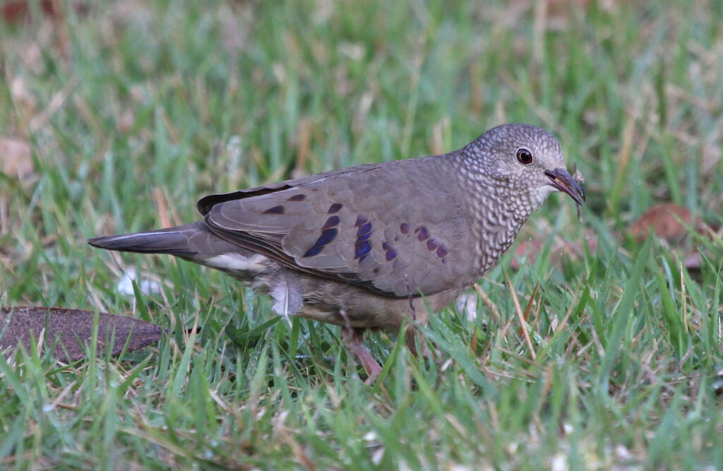 Common Ground Dove female adult