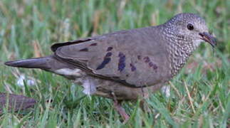 Common Ground Dove