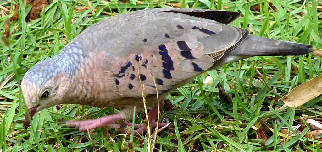 Common Ground Dove male adult