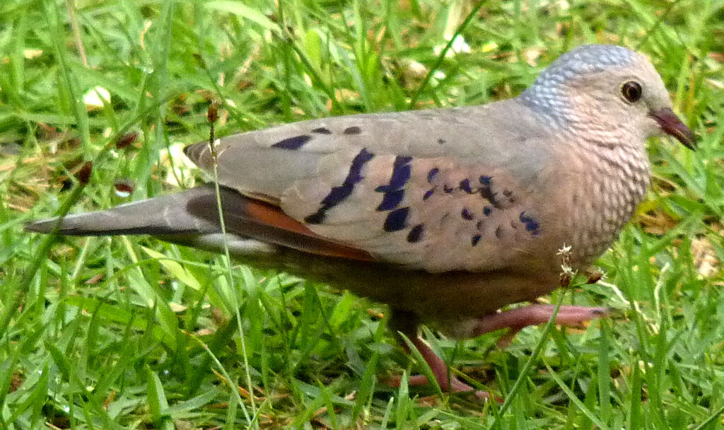 Common Ground Dove male adult