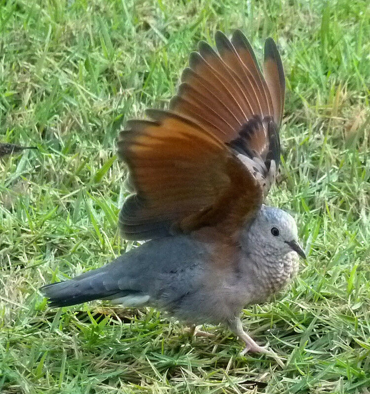 Common Ground Dove male adult