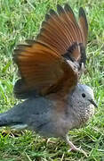 Common Ground Dove