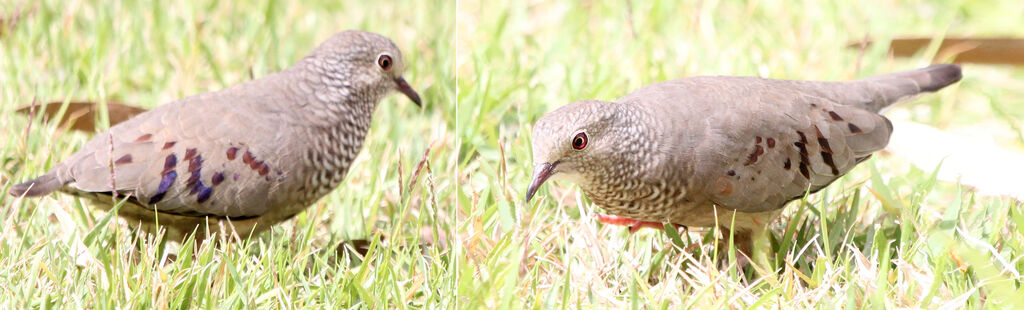 Common Ground Dove female adult