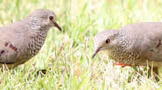 Common Ground Dove