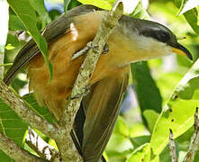 Mangrove Cuckoo