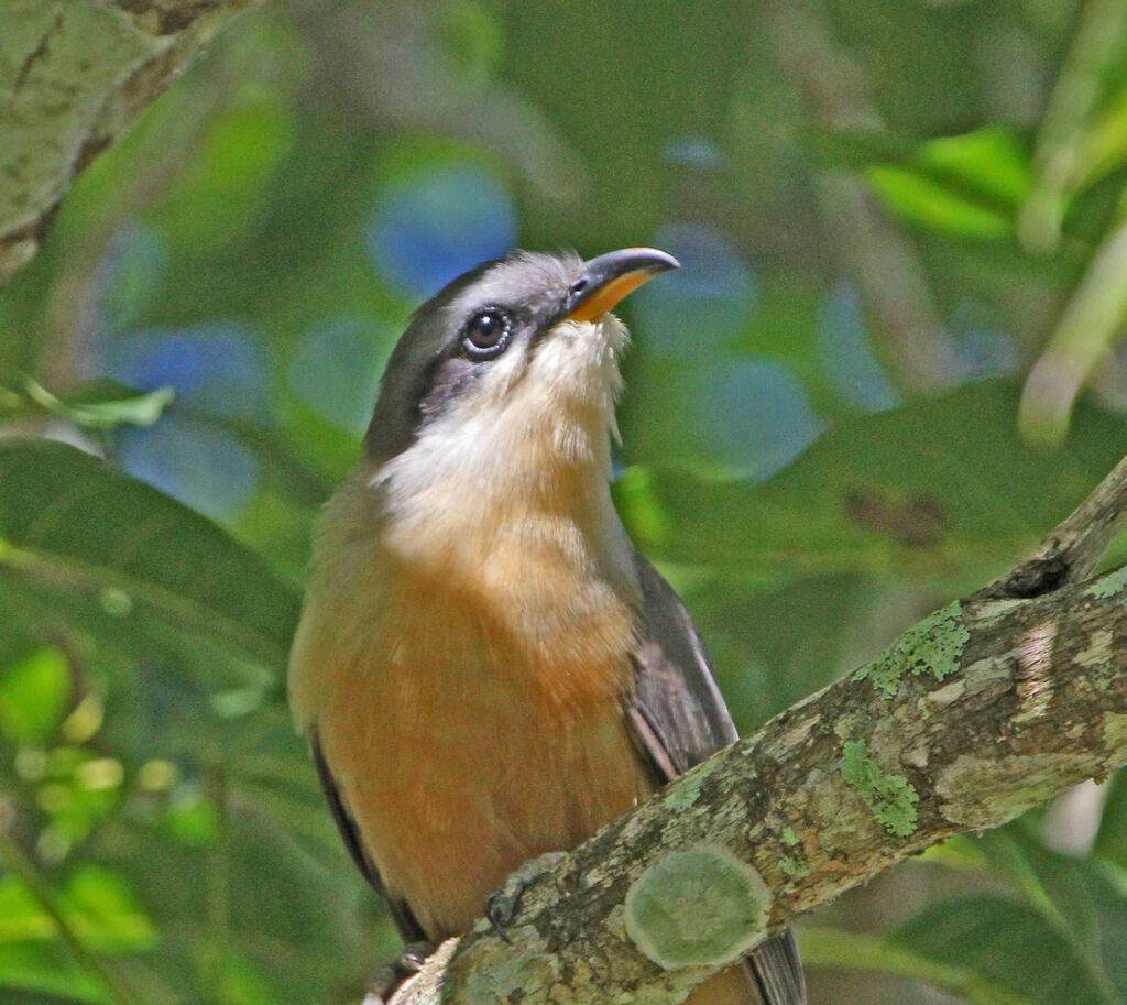 Mangrove Cuckoo