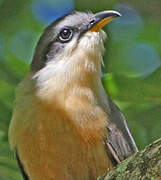 Mangrove Cuckoo