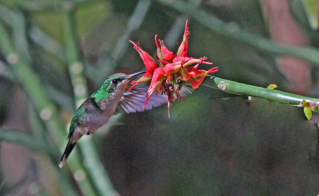 Puerto Rican Emerald female adult