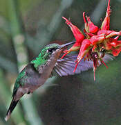 Puerto Rican Emerald