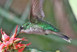 Puerto Rican Emerald