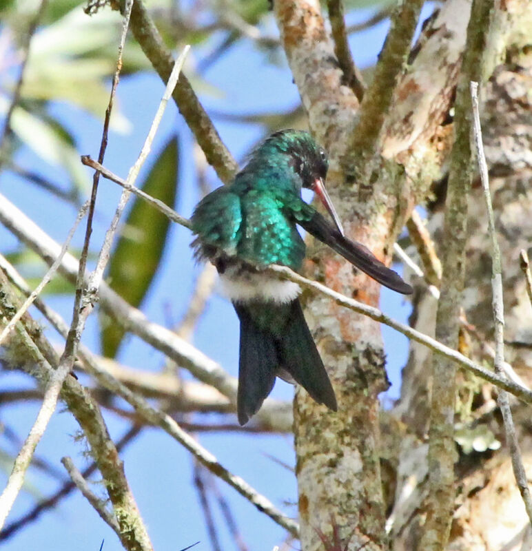Puerto Rican Emerald male adult