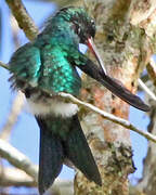 Puerto Rican Emerald