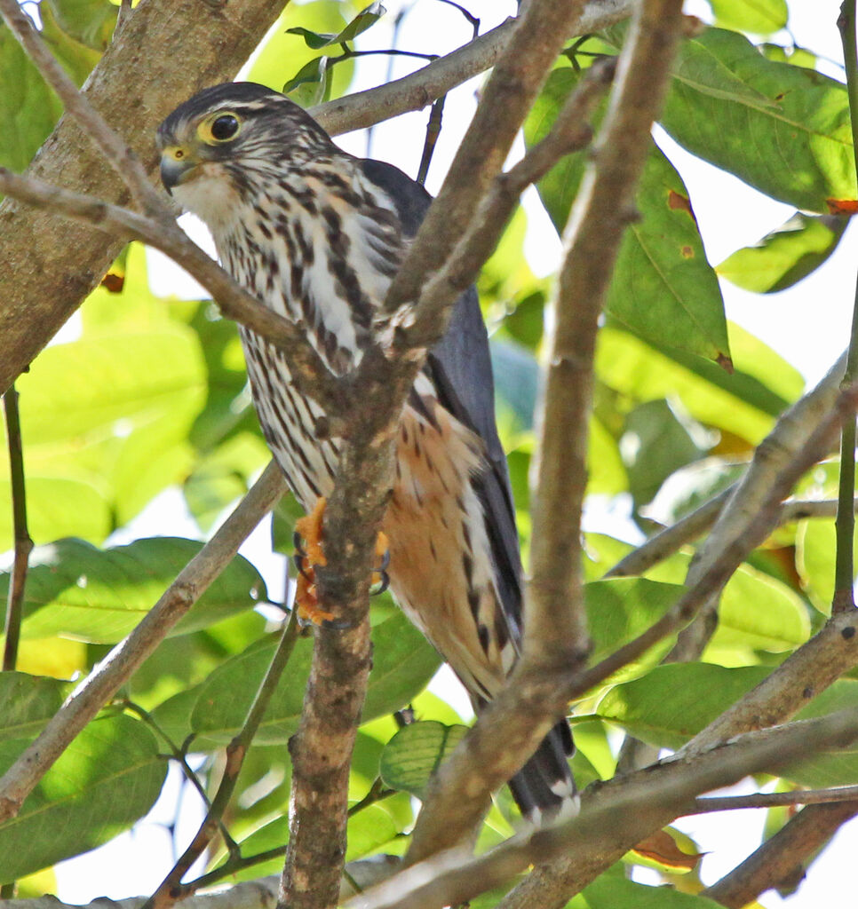 Merlin male adult