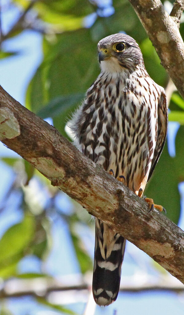 Merlin male adult