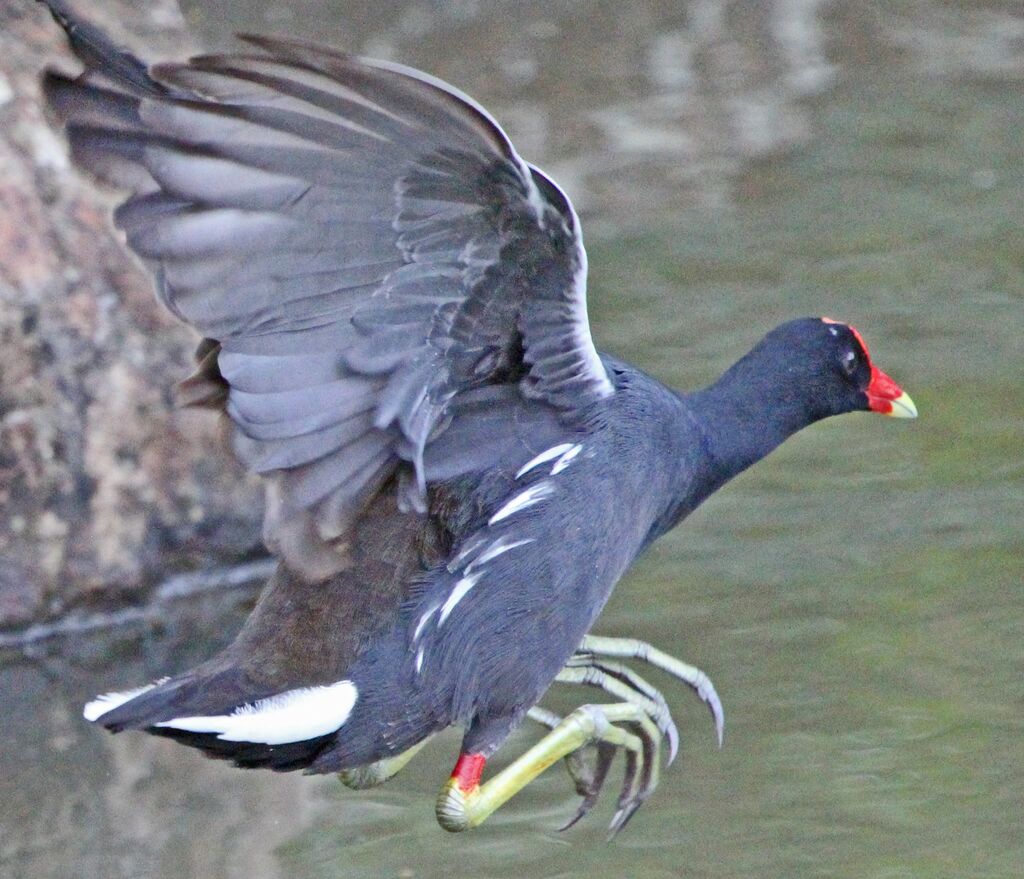 Gallinule poule-d'eauadulte