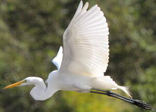 Grande Aigrette