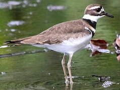 Killdeer