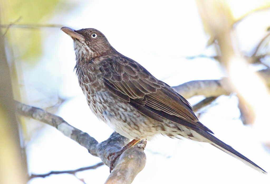 Pearly-eyed Thrasher