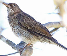 Pearly-eyed Thrasher