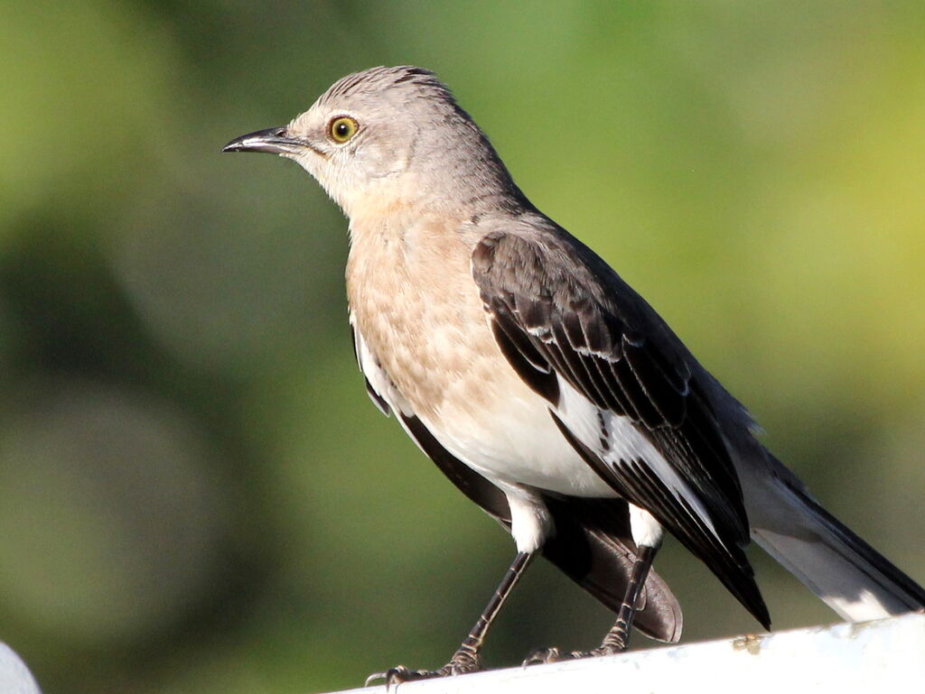 Northern Mockingbird