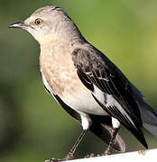 Northern Mockingbird