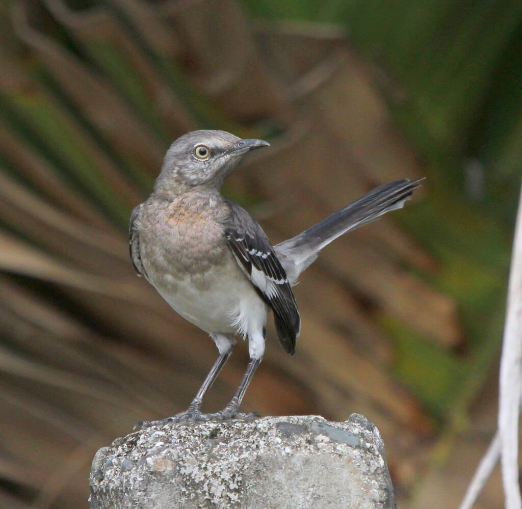 Northern Mockingbird