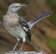 Northern Mockingbird