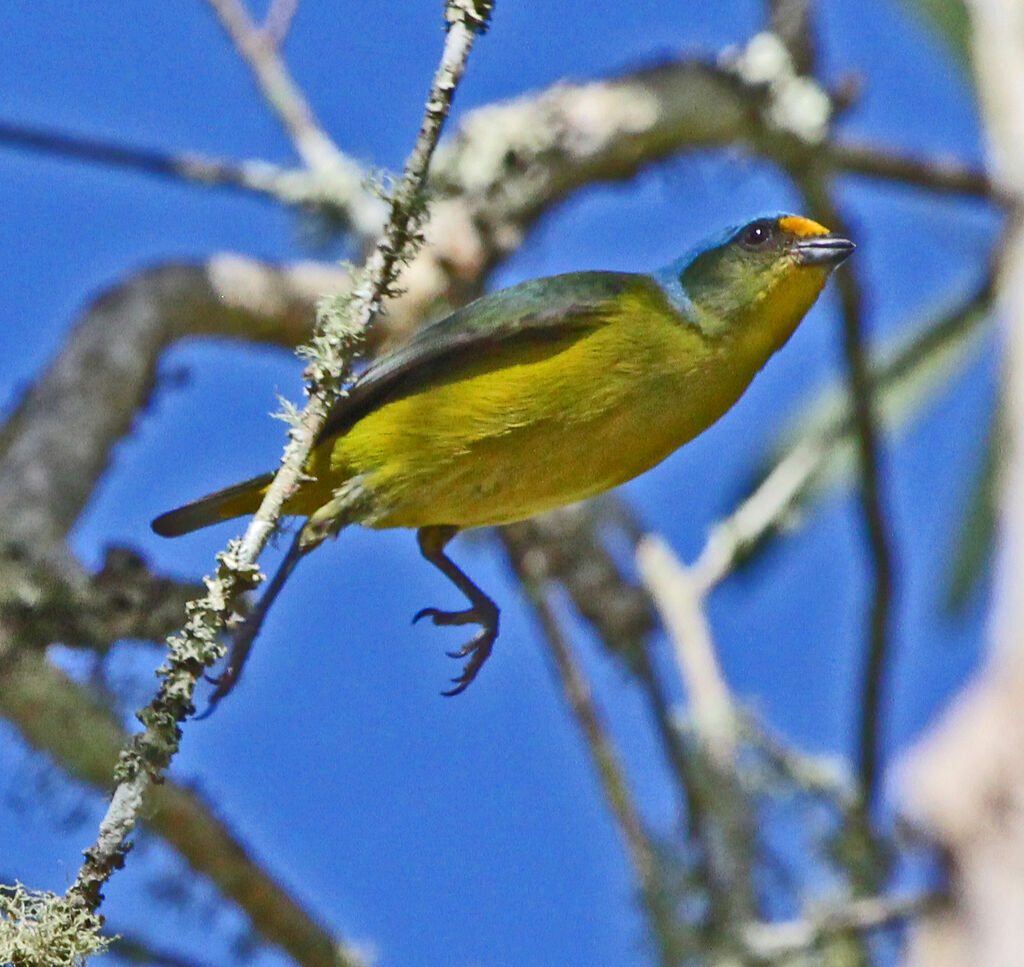 Puerto Rican Euphonia