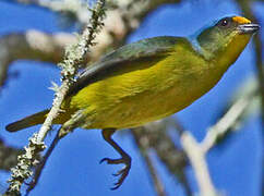 Puerto Rican Euphonia