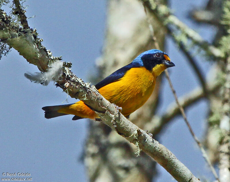Puerto Rican Euphonia male adult