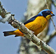 Puerto Rican Euphonia