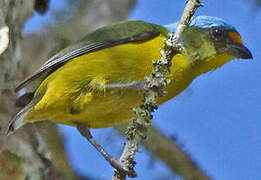 Puerto Rican Euphonia