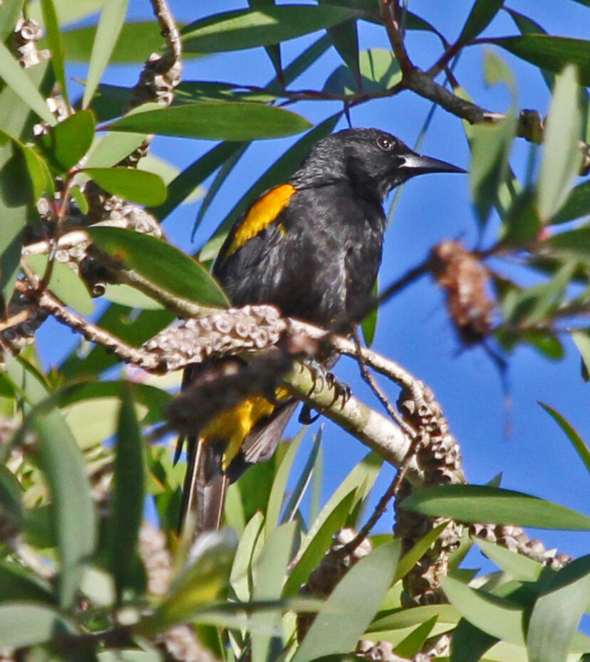 Oriole de Porto Ricoadulte