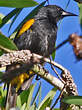 Oriole de Porto Rico