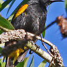 Oriole de Porto Rico