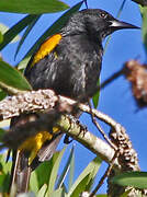 Oriole de Porto Rico